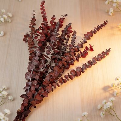 10-Pack 16" Dried Red Eucalyptus Stems | Natural Shower Hanging Bundle for Aromatherapy | Rustic Wedding & Farmhouse Decor | DIY Home Spring Bouquet