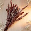 10-Pack 16" Dried Red Eucalyptus Stems | Natural Shower Hanging Bundle for Aromatherapy | Rustic Wedding & Farmhouse Decor | DIY Home Spring Bouquet view 1