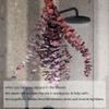 10-Pack 16" Dried Red Eucalyptus Stems | Natural Shower Hanging Bundle for Aromatherapy | Rustic Wedding & Farmhouse Decor | DIY Home Spring Bouquet view 3