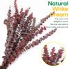 10-Pack 16" Dried Red Eucalyptus Stems | Natural Shower Hanging Bundle for Aromatherapy | Rustic Wedding & Farmhouse Decor | DIY Home Spring Bouquet view 4