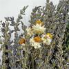 Bergamo Art Preserved Decorative Real Lavender Wreaths in Purple view 3