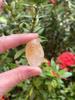 GAF TREASURES Wholesale Citrine Tumbled Stones, Polished Citrine Gemstone, Citrine Polished Rocks (Citrine, 3 Pound) view 2