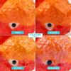 Lakiliki Art and Decor Dragon Scale Edition Realistic Handmade Koi Fish Figurine Unique Miniature Japanese Carp Home Decoration (1 Fish - 2.36 INCHES, Clear Base - Glossy Coating) view 4