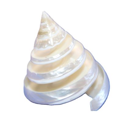 2pc Tectus Pyramis Seashell, 2-2.5 Inch, Spiral Cut Iridescent Pearl White Seashells, White Wedding Decor, Collectible Seashells, CS-84