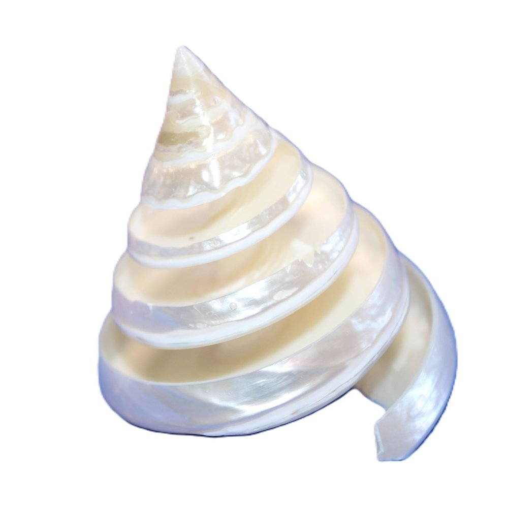 2pc Tectus Pyramis Seashell, 2-2.5 Inch, Spiral Cut Iridescent Pearl White Seashells, White Wedding Decor, Collectible Seashells, CS-84