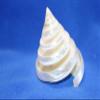 2pc Tectus Pyramis Seashell, 2-2.5 Inch, Spiral Cut Iridescent Pearl White Seashells, White Wedding Decor, Collectible Seashells, CS-84 view 2