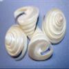 2pc Tectus Pyramis Seashell, 2-2.5 Inch, Spiral Cut Iridescent Pearl White Seashells, White Wedding Decor, Collectible Seashells, CS-84 view 3