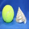 2pc Tectus Pyramis Seashell, 2-2.5 Inch, Spiral Cut Iridescent Pearl White Seashells, White Wedding Decor, Collectible Seashells, CS-84 view 4