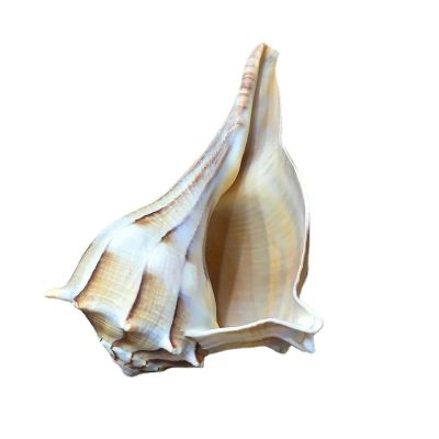 Sea Shells Vase Filler,1Pcs Conch Shell for Fish Tank Landscaping,Conch Whistle,Window Decorations 20-22cm