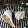 Sea Shells Vase Filler,1Pcs Conch Shell for Fish Tank Landscaping,Conch Whistle,Window Decorations 20-22cm view 2