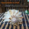 Sea Shells Vase Filler,1Pcs Conch Shell for Fish Tank Landscaping,Conch Whistle,Window Decorations 20-22cm view 4