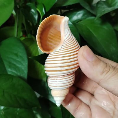 FOSANGNANTU Sea Shells Vase Filler,1Pcs 7-8cm Large Vietnam Spindle Shell Aancistrolepsis Vietnamensis Conch Wedding Table Decoration Specimen Collection Home Office Decor