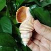 FOSANGNANTU Sea Shells Vase Filler,1Pcs 7-8cm Large Vietnam Spindle Shell Aancistrolepsis Vietnamensis Conch Wedding Table Decoration Specimen Collection Home Office Decor view 1