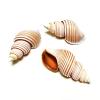 FOSANGNANTU Sea Shells Vase Filler,1Pcs 7-8cm Large Vietnam Spindle Shell Aancistrolepsis Vietnamensis Conch Wedding Table Decoration Specimen Collection Home Office Decor view 2