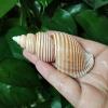 FOSANGNANTU Sea Shells Vase Filler,1Pcs 7-8cm Large Vietnam Spindle Shell Aancistrolepsis Vietnamensis Conch Wedding Table Decoration Specimen Collection Home Office Decor view 3