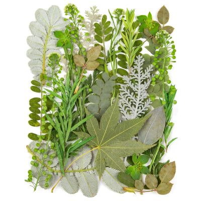 40Pcs Real Pressed Dried Leaves for Resin, Natural Dry Leaf for DIY Crafts, Green Dried Leaves for Epoxy Molds Jewelry, Candle, Bookmarks,Soap Making, Card Scrapbook