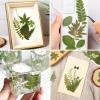 40Pcs Real Pressed Dried Leaves for Resin, Natural Dry Leaf for DIY Crafts, Green Dried Leaves for Epoxy Molds Jewelry, Candle, Bookmarks,Soap Making, Card Scrapbook view 3
