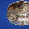 Natural Saddle Oyster Seashells for Crafts, 4-6 Inches, Drilled Holes, Tan and Brown, Beach Art, Craft Supply 20-Pack, SS-61H view 2