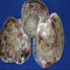 Natural Saddle Oyster Seashells for Crafts, 4-6 Inches, Drilled Holes, Tan and Brown, Beach Art, Craft Supply 20-Pack, SS-61H view 3