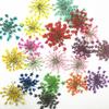 108Pcs Yellow1 Lace Flower, Artificial and Dried Flower,0.8 - 1.0In Natural Pressed Dried Flowers, for Resin Jewelry Making, Scrapbook DIY, Flower Decoration, Home Decoration,Frame Decoration Art view 3