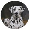 HEBVNJF Seat Cushion Round Pillow Cushion Dalmatian Dog Floor Cushions for Window Seat Bench Chair Reading Nook view 1