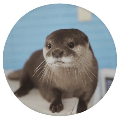 HEBVNJF Seat Cushion Round Pillow Cushion Cute Otter Floor Cushions for Window Seat Bench Chair Reading Nook