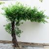 Artificial Green Banyan Trees Large Simulation Plants Artificial Bonsai Tree for Office Bedroom Living Party DIY Wedding Decor 3mx2.5m view 4