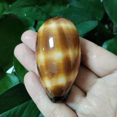 FOSANGNANTU Shells for Crafts,1Pcs 5-7cm Mole Cowrie Seashell Cypraea Talpa Natural Polished Chocolate Banded Cowrie Conch Snail Shells Pretty Photography Props