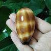 FOSANGNANTU Shells for Crafts,1Pcs 5-7cm Mole Cowrie Seashell Cypraea Talpa Natural Polished Chocolate Banded Cowrie Conch Snail Shells Pretty Photography Props view 1