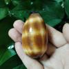FOSANGNANTU Shells for Crafts,1Pcs 5-7cm Mole Cowrie Seashell Cypraea Talpa Natural Polished Chocolate Banded Cowrie Conch Snail Shells Pretty Photography Props view 3
