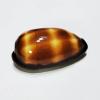 FOSANGNANTU Shells for Crafts,1Pcs 5-7cm Mole Cowrie Seashell Cypraea Talpa Natural Polished Chocolate Banded Cowrie Conch Snail Shells Pretty Photography Props view 4