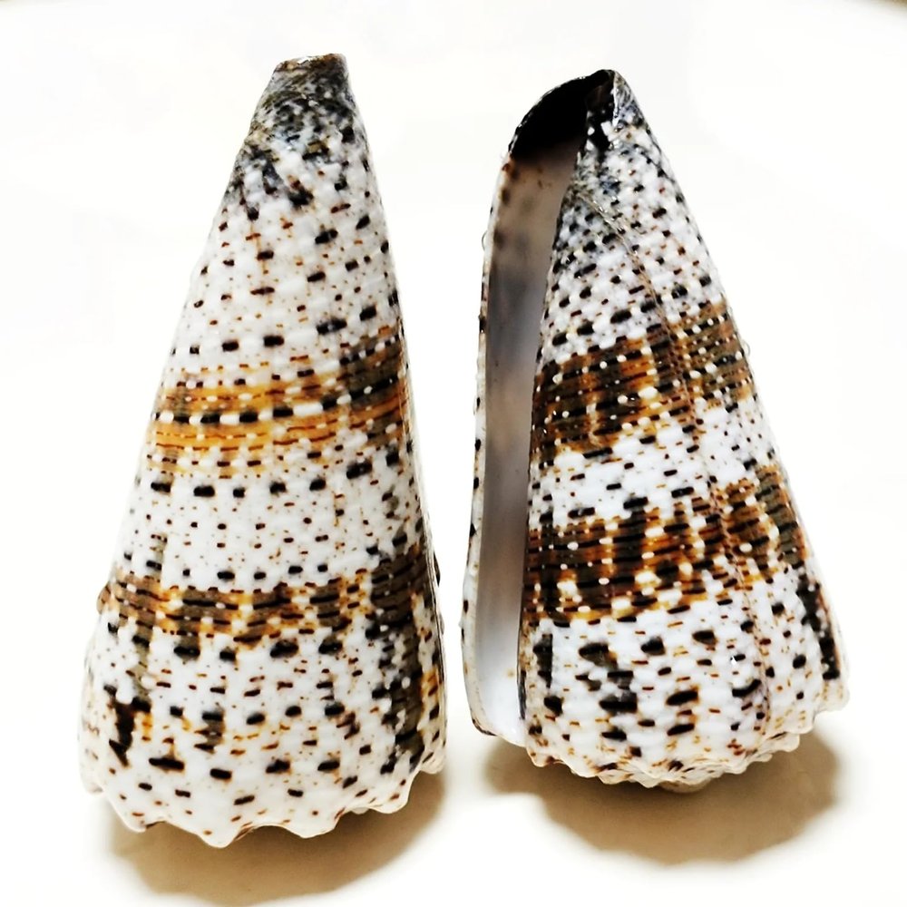 Conch Shells for Decoration,1Pcs 7-9cm Cone Shells Conus Seashell Specimen Collection for Nautical Home Decoration Fish Tank Vase Filler