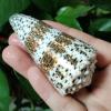 Conch Shells for Decoration,1Pcs 7-9cm Cone Shells Conus Seashell Specimen Collection for Nautical Home Decoration Fish Tank Vase Filler view 2
