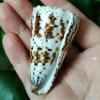 Conch Shells for Decoration,1Pcs 7-9cm Cone Shells Conus Seashell Specimen Collection for Nautical Home Decoration Fish Tank Vase Filler view 3