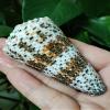 Conch Shells for Decoration,1Pcs 7-9cm Cone Shells Conus Seashell Specimen Collection for Nautical Home Decoration Fish Tank Vase Filler view 4