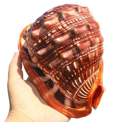 ULSDKLDY Shells Natural Conch Shell Natural Large Ocean Conch Shells for Beach Theme Party Wedding Home Decor DIY Crafts Fish Tank and Shell Collectors(B)