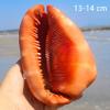 ULSDKLDY Shells Natural Conch Shell Natural Large Ocean Conch Shells for Beach Theme Party Wedding Home Decor DIY Crafts Fish Tank and Shell Collectors(B) view 2
