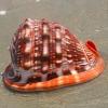 ULSDKLDY Shells Natural Conch Shell Natural Large Ocean Conch Shells for Beach Theme Party Wedding Home Decor DIY Crafts Fish Tank and Shell Collectors(B) view 3