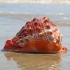 ULSDKLDY Shells Natural Conch Shell Natural Large Ocean Conch Shells for Beach Theme Party Wedding Home Decor DIY Crafts Fish Tank and Shell Collectors(B) view 4