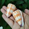 FOSANGNANTU Sea Shells for Crafting,2Pcs 4-6cm Real Conch Red Spot Cone Shape Sea Shells Hermit Crab Replacement Specimen Aquarium Wedding Party Decor view 2