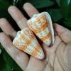 FOSANGNANTU Sea Shells for Crafting,2Pcs 4-6cm Real Conch Red Spot Cone Shape Sea Shells Hermit Crab Replacement Specimen Aquarium Wedding Party Decor view 3