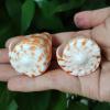 FOSANGNANTU Sea Shells for Crafting,2Pcs 4-6cm Real Conch Red Spot Cone Shape Sea Shells Hermit Crab Replacement Specimen Aquarium Wedding Party Decor view 4