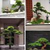Landscape Tree Artificial Tree Large Simulation Welcome Pine Manual Encryption Green Plant for Office Bedroom Living Party DIY Wedding Decor 1.2x0.8m/3.9x2.6ft view 3
