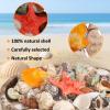 liomey Sea Shells Mixed Beach Seashells 11 Kinds 1.4"-2.8" Various Sizes Natural Shells and Starfish for Christmas Home Decor, DIY Crafts, Fish Tank and Vase Filler, Party Supplies view 3