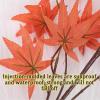 21.7/23.6/27.6/35.4IN Heigh Artificial Red Maple Fall Leaves Stems for Vase 12Pcs Faux Maple Leaf Branches Plastic Maple Leaves Faux Flowers Plants for Home Wedding Festival Table Decor.(Style11(H:70c view 3