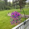2PCS Artificial Hanging Flowers, Fake Hanging Plants Violets Vines UV Resistant for Wall Home Room Garden Wedding Indoor Outdoor Spring Summer Fall Decoration (Purple1) view 4