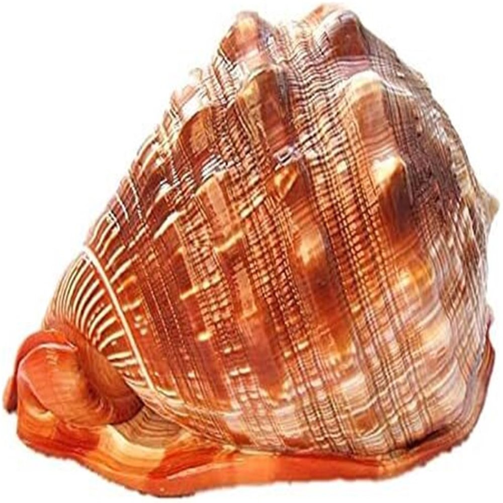 Beach Seashells Natural Conch Shell Nautical Decor Turbo Polished Display Shell Hermit Crab Collector(6.2~6.69inch)