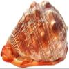 Beach Seashells Natural Conch Shell Nautical Decor Turbo Polished Display Shell Hermit Crab Collector(6.2~6.69inch) view 1
