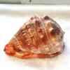 Beach Seashells Natural Conch Shell Nautical Decor Turbo Polished Display Shell Hermit Crab Collector(6.2~6.69inch) view 2