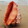 Beach Seashells Natural Conch Shell Nautical Decor Turbo Polished Display Shell Hermit Crab Collector(6.2~6.69inch) view 3